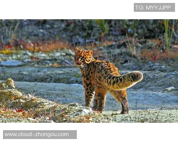 足球明星外号小猛兽的真实身份揭晓你知道他是谁吗 足球明星外号小猛兽的真实身份揭晓你知道他是谁吗